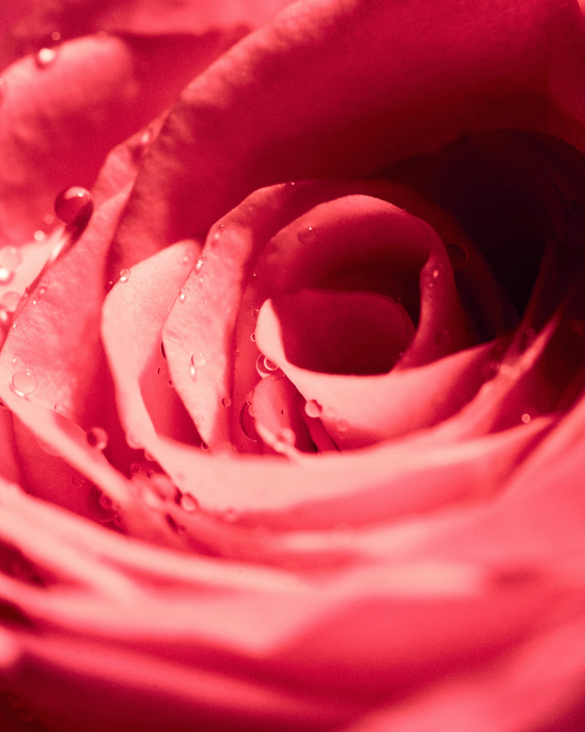 Starlit Rose Elegance