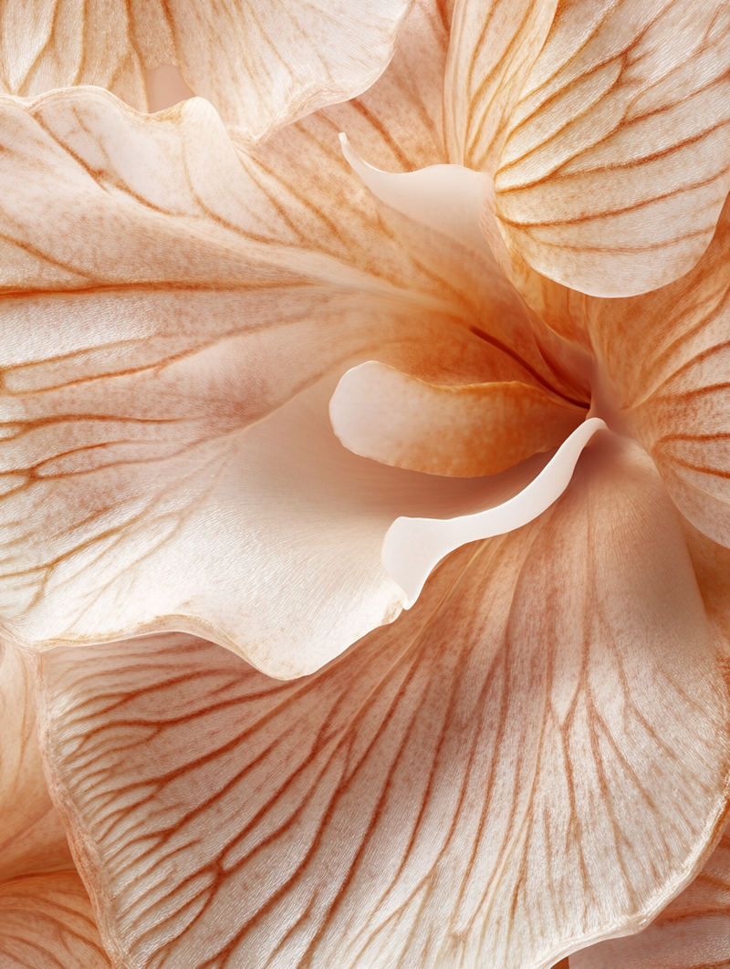 Vanilla Orchid Flower