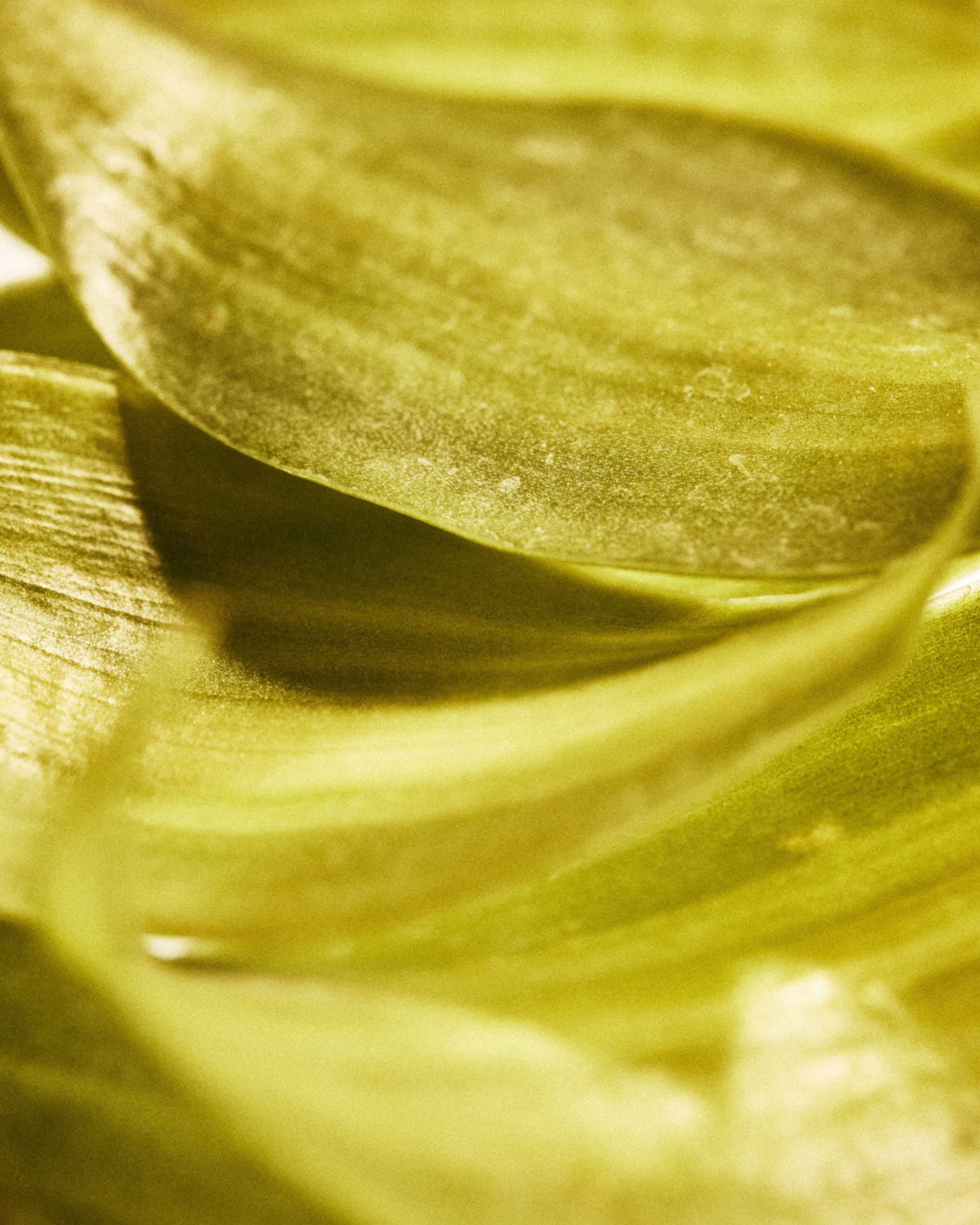 Vanilla Planifolia Leaf Cell Extract