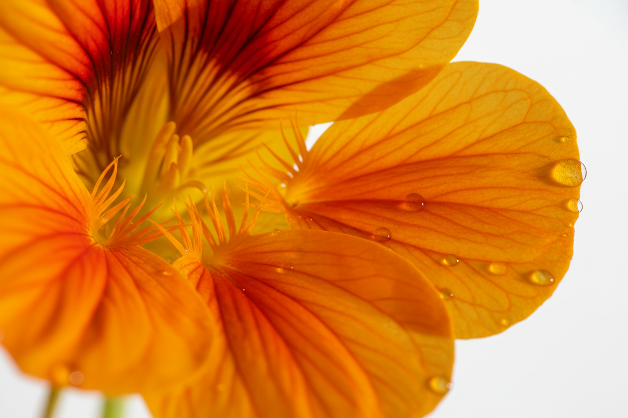 OXYGESKIN BSP (Nasturtium)